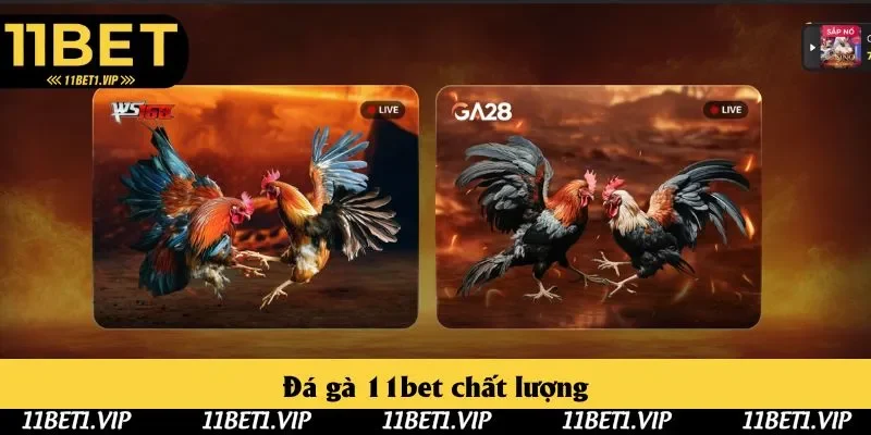 Thành viên 11bet được tham gia các trận đấu đá gà sống động, chân thực Thành viên 11bet được tham gia các trận đấu đá gà sống động, chân thực